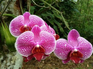Twitter Update: A beautiful orchid is spotted on the monastery lan...