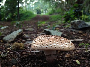 Twitter Update: Here it is, your mushroom of the day. (It's been a...