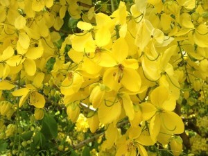 Twitter Update: Commonly Called the Golden Shower Tree