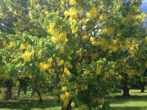 Twitter Update: Siva's Favorite Tree