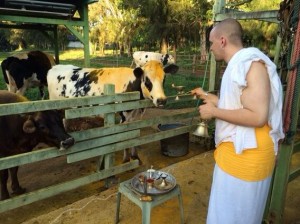 Twitter Update: Go Puja at Kauai Aadheenam this evening. Happy San...