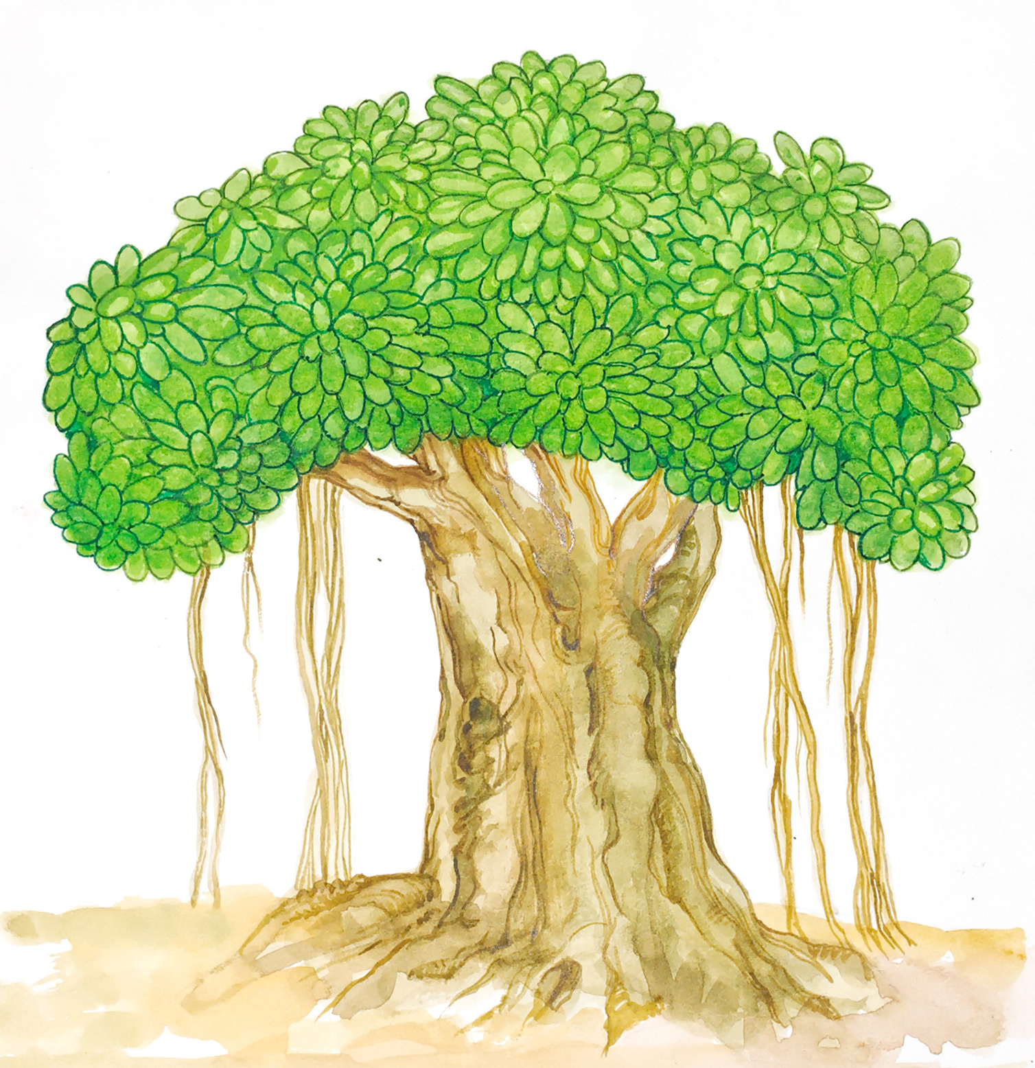 FileBanyan tree PSFpng  Wikimedia Commons