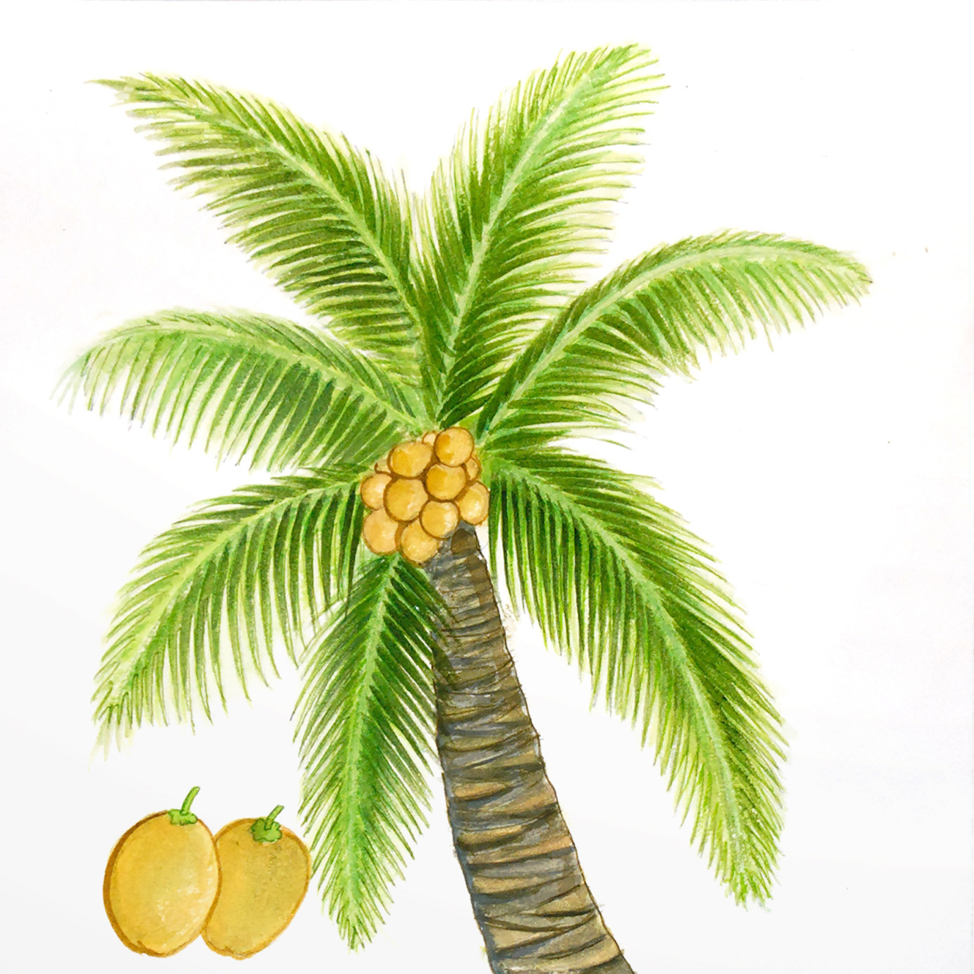 Art & Photos - Coconut Tree