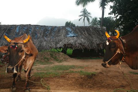 125girivalam.jpg