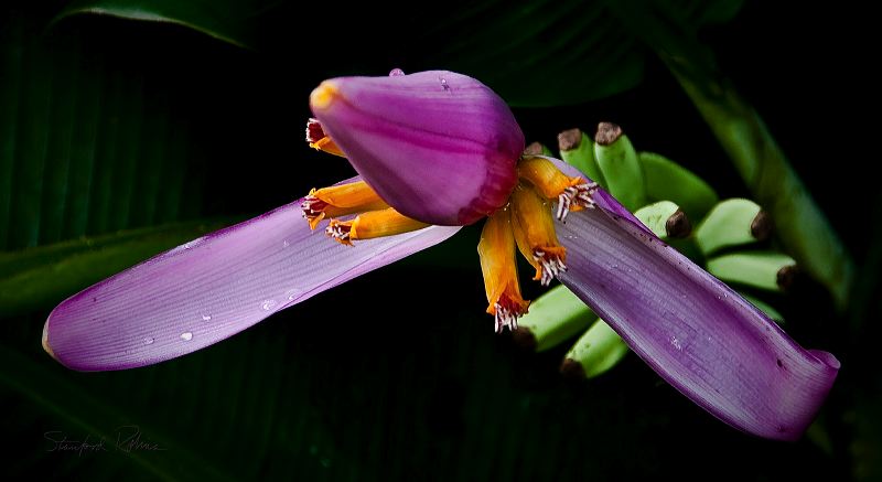 133_hawaii__031309.jpg