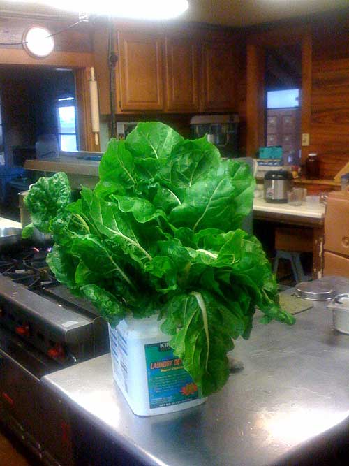 Things Are Growing Twice Their Size!