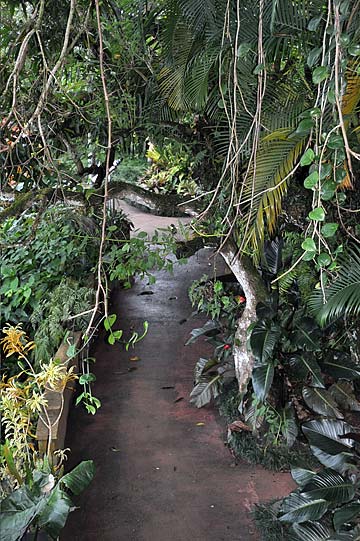 Magic of Tropical Plant Worlds