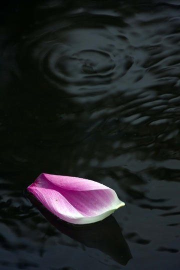 Lotus Petal on a Pond