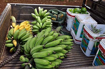 Siddhidata Kulam Weekly Fruit Harvesting