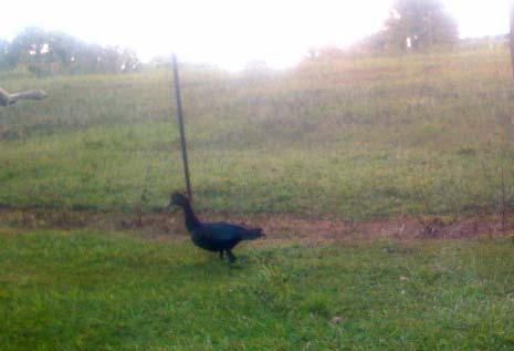 New Resident on San Marga