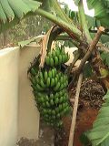 tissue_banana