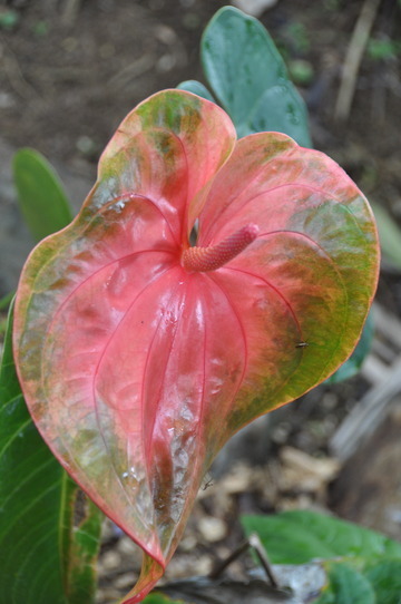 What's in Siva's Sacred Garden Today?