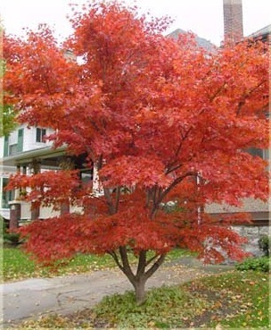 Japanese Maple Tree