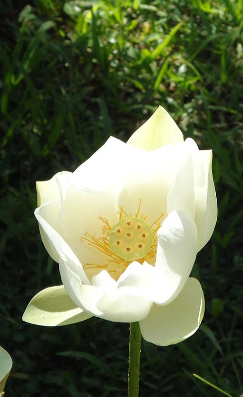 Lotus from Big Island