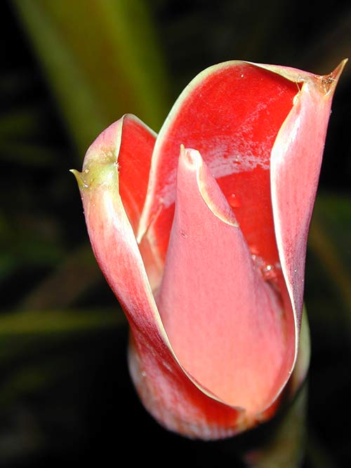 Sadhu Paksha Day Ten