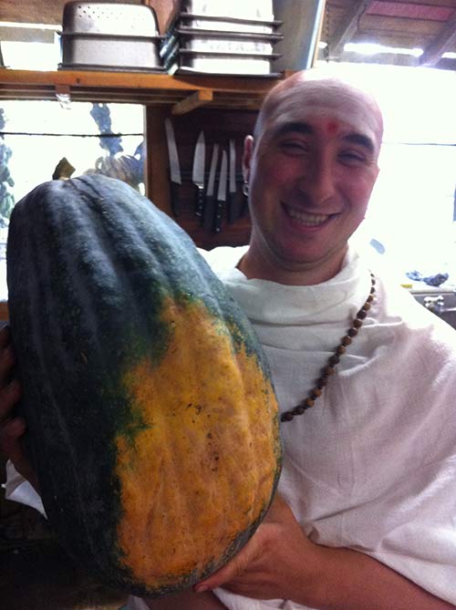 Giant Mauritius Pumpkin