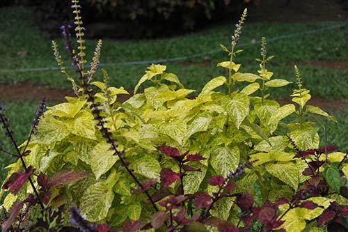 Magical Coleus