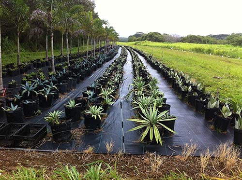Himalayan Acres Nursery Developing Well!