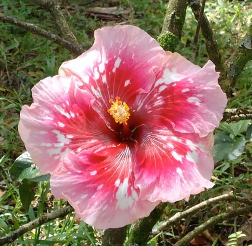 Hibiscus Wonders from Hawaii