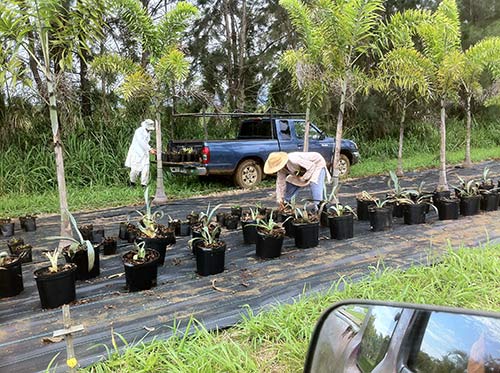 Hawaii Sishya Help with Nursery Expansion
