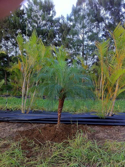 Specimen Tree Purchase and Planting complete