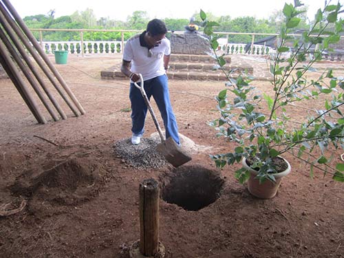 Mauritius: Akshay Plants Parijata