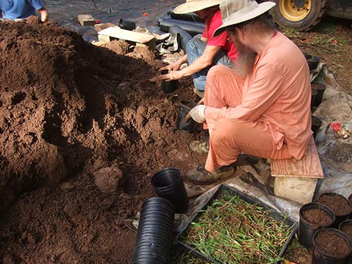 One-Thousand Areca Palms Begun