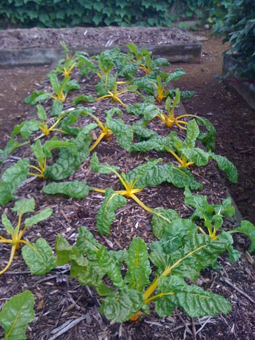 Anna Purna Garden Summer Crops