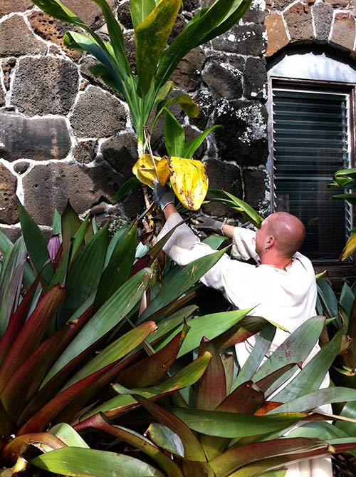 Landscaping Routines