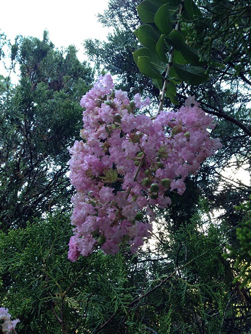 Amazing Flowering Trees