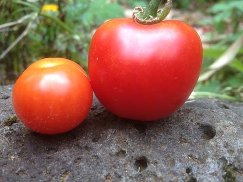 Tomatoes are getting bigger!