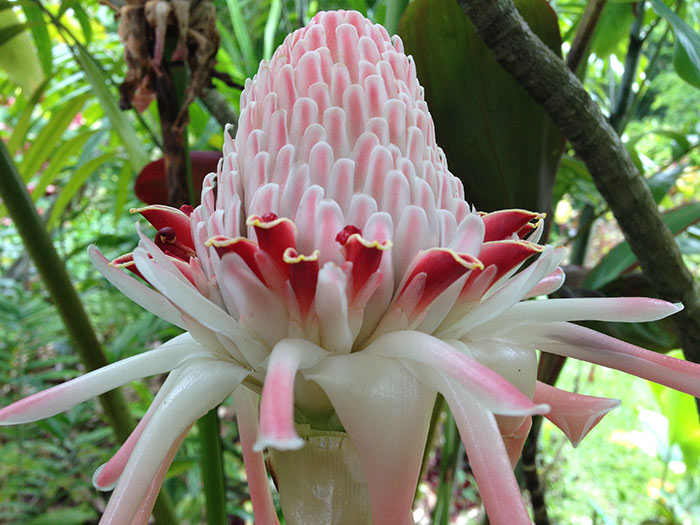 In Siva's Summer Garden