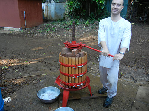 Fresh Noni Juice for the Monks
