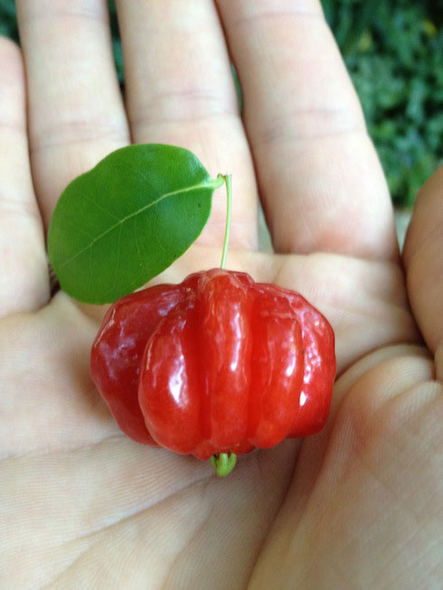 Surinam Cherries Fruiting at the Aadheenam