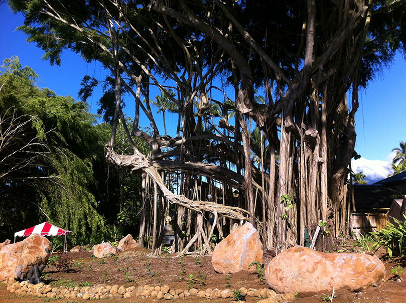 Kadavul Temple Banyan Flower Garden Initiative