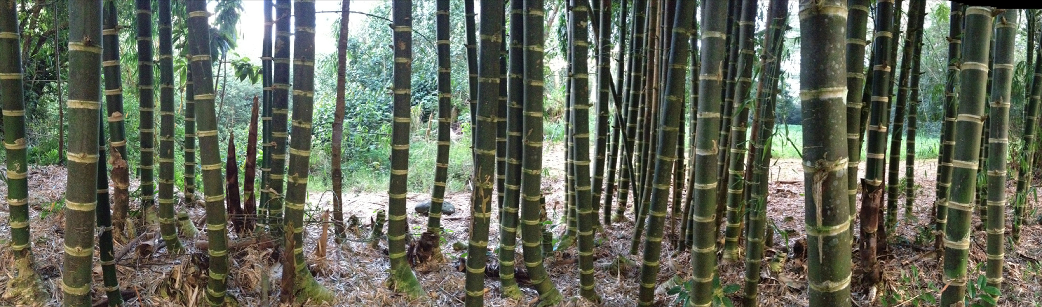 Bamboo Forest