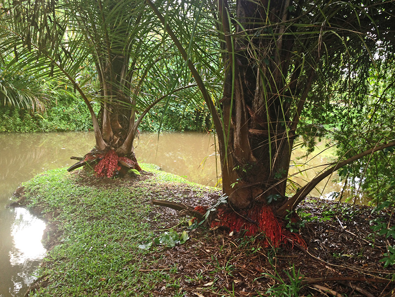 In Siva's Sacred Garden Today