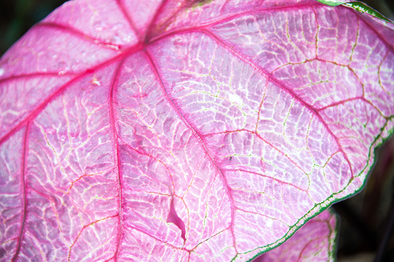 Microcosms of Siva's Garden