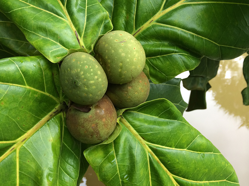 Blooming in Siva's Garden Today