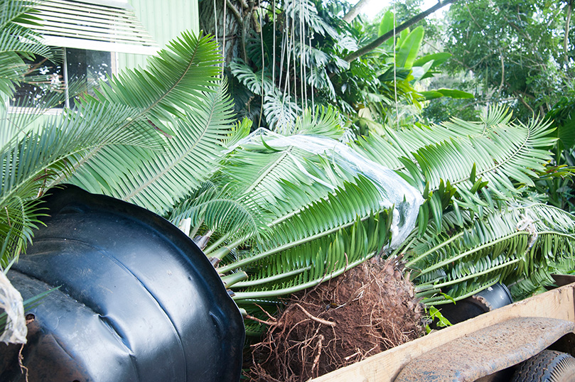 Landscaping With Ancient Plants - Cycads