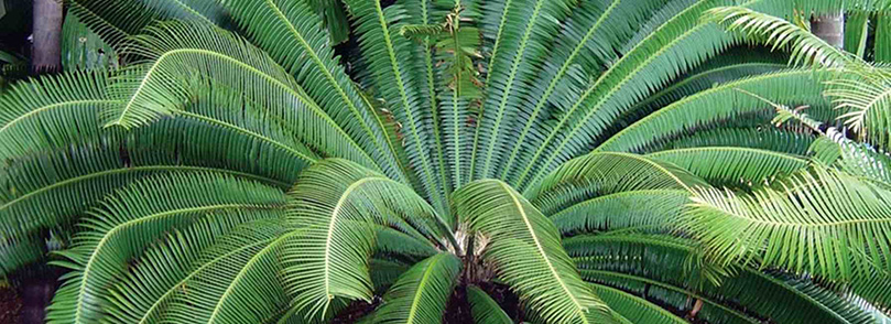 Siva's Sacred Garden