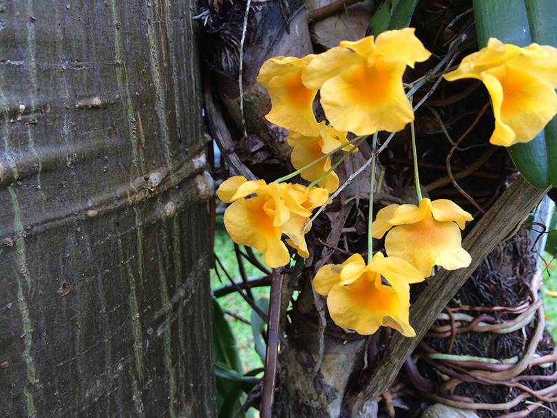 Flowers in Our Garden