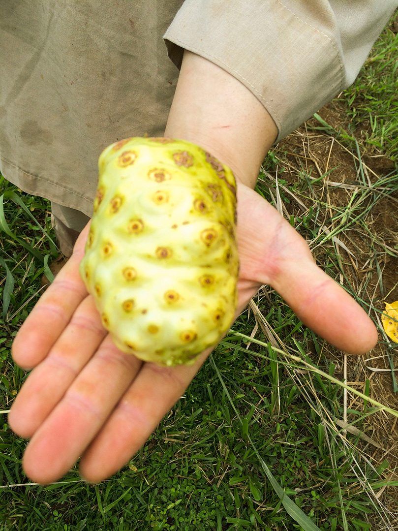 An Organic Certified Noni Harvest