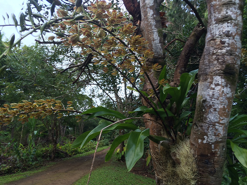 Giant Orchid in Bloom
