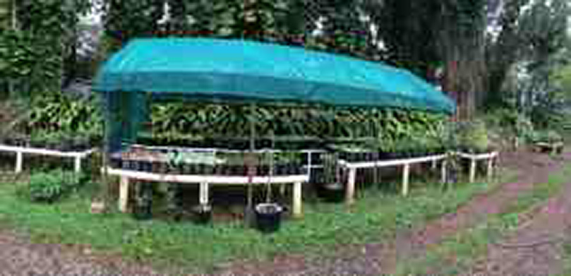 Plants from Tissue Culture