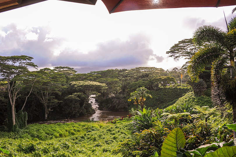 The Abizia Trees are Blooming!