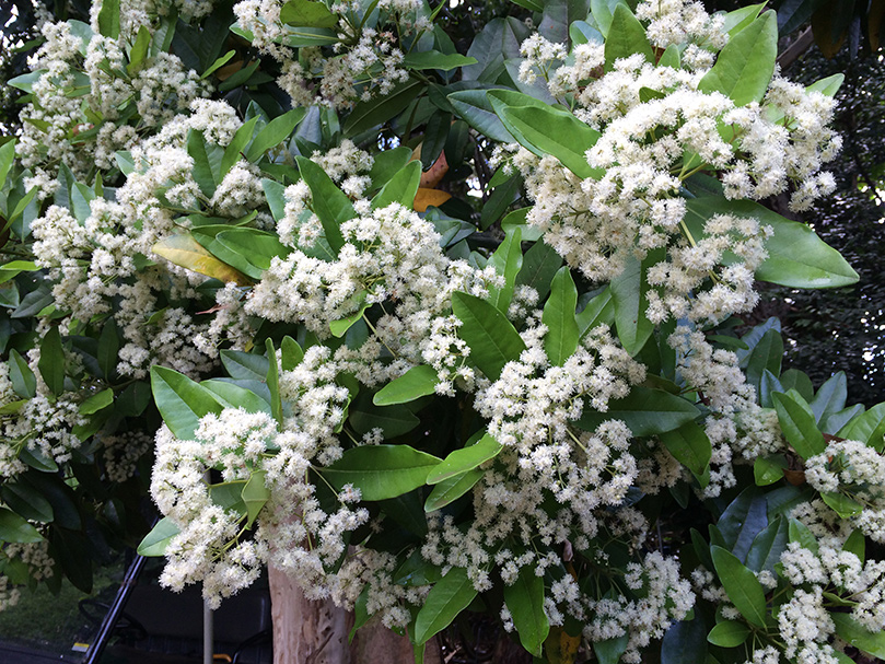 In Siva's Sacred Gardens Today