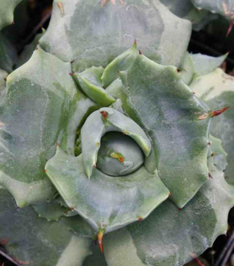 In Siva's Garden Today