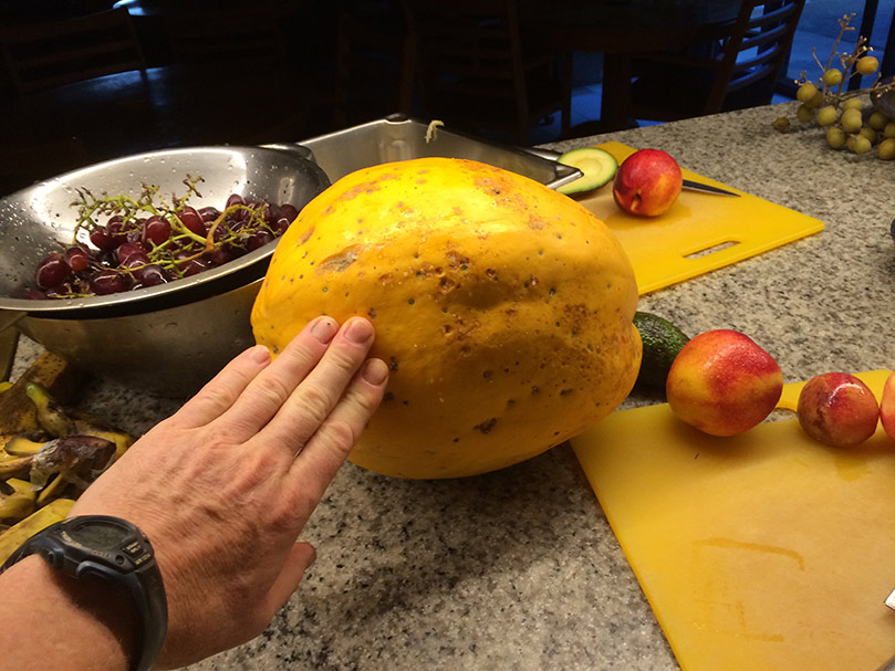 Giant Papaya - "I Could Put My Head In There!"