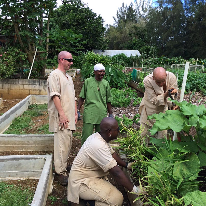 Harvesting Burdock